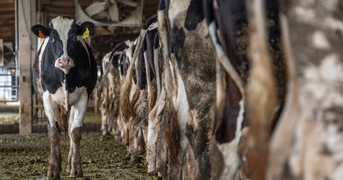 Understanding Grass-Fed Dairy